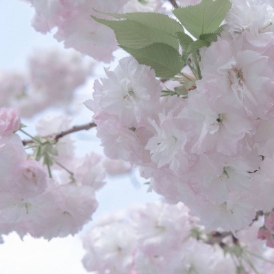 Furry绘画笔刷推荐兽圈群